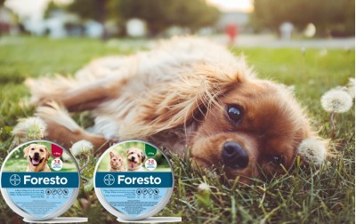Obroża Foresto dla psa i kota – czy warto na nią się zdecydować?